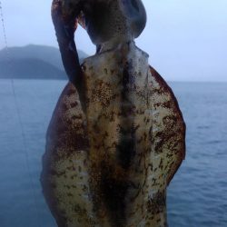 大雨、爆風、??