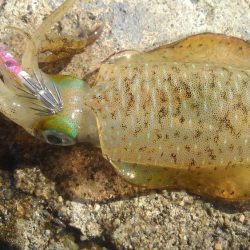 今日も厳しいっす❗