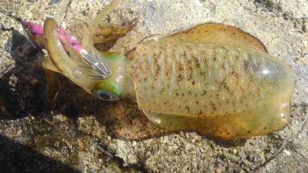 今日も厳しいっす❗