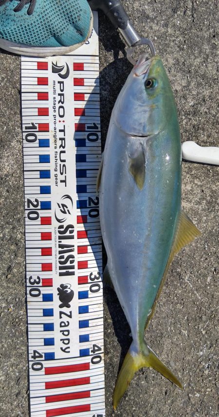 メジロ、ハマチ、大サバ！