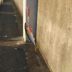 サバ、サバ、サバ!