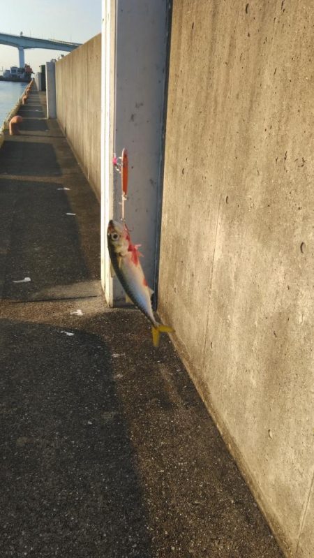 サバ、サバ、サバ!