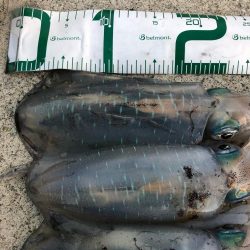 2021 佐渡ヶ島 エギング 24回目