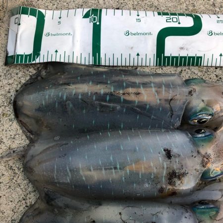 2021 佐渡ヶ島 エギング 24回目