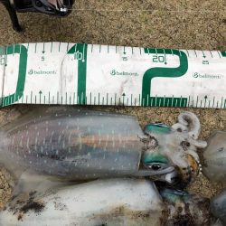 2021佐渡ヶ島 エギング 31回目