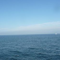 久しぶりのメジロ