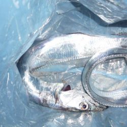 サビキとひき釣り