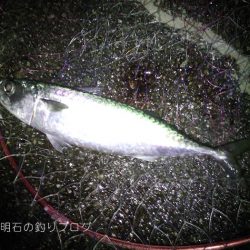 まさかの大サバフィーバー！