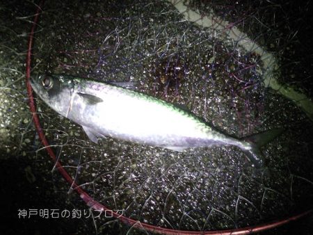 まさかの大サバフィーバー！