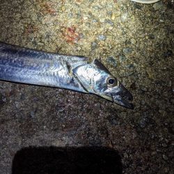 大サバ釣れすぎ…