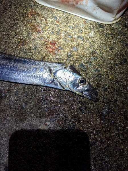 大サバ釣れすぎ…