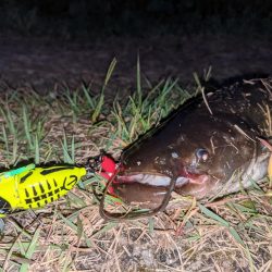 秋ナマズ…最後の最後に（泣）