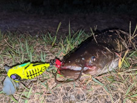 秋ナマズ…最後の最後に（泣）