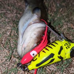 秋ナマズ　感謝の2匹