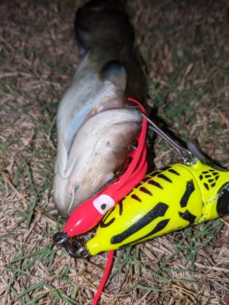 秋ナマズ　感謝の2匹