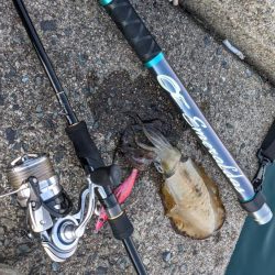 遠征！ええサイズで楽しめました(・x・*)