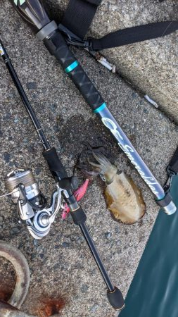 遠征！ええサイズで楽しめました(・x・*)