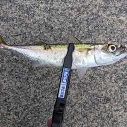 今日もサバだった