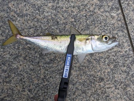 今日もサバだった