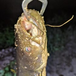 ガセネタ（笑）