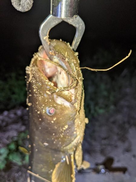 ガセネタ（笑）