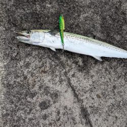 タチウオ釣りたいねん