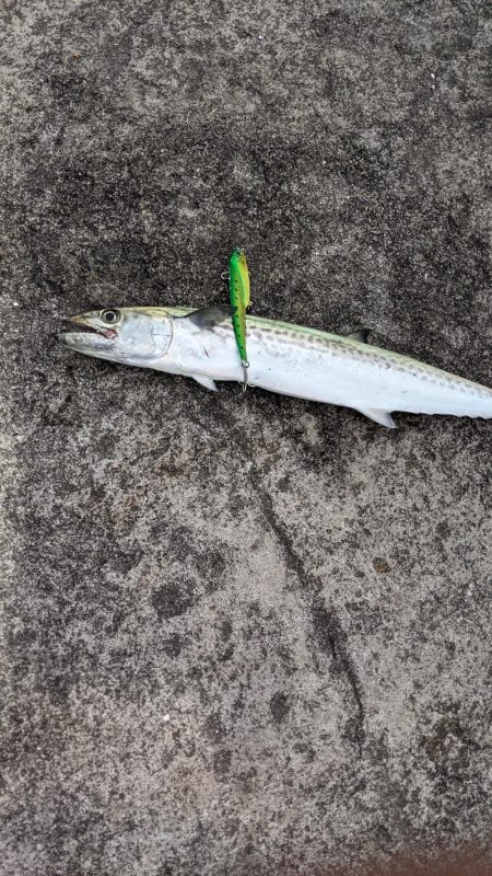 タチウオ釣りたいねん