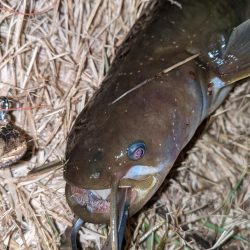 夜のトップウォーター