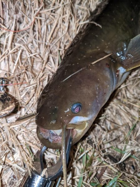夜のトップウォーター