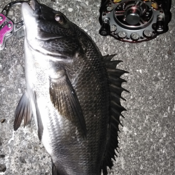 練り餌でヘチって黒鯛ゲット