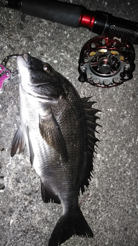 練り餌でヘチって黒鯛ゲット