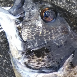 チヌと目が合いドキッ!