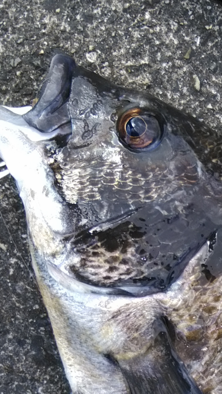 チヌと目が合いドキッ!