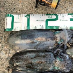 2021 佐渡ヶ島エギング 22回目