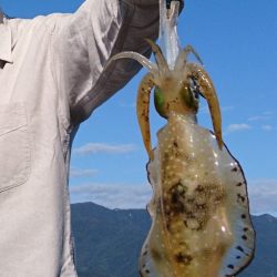 サゴシ不在でアオリエギングに変更