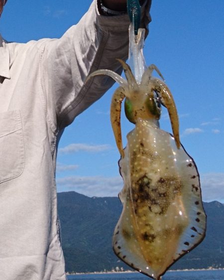 サゴシ不在でアオリエギングに変更