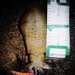 少し大きくなってきた。