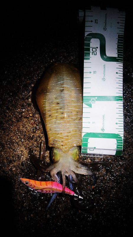 少し大きくなってきた。