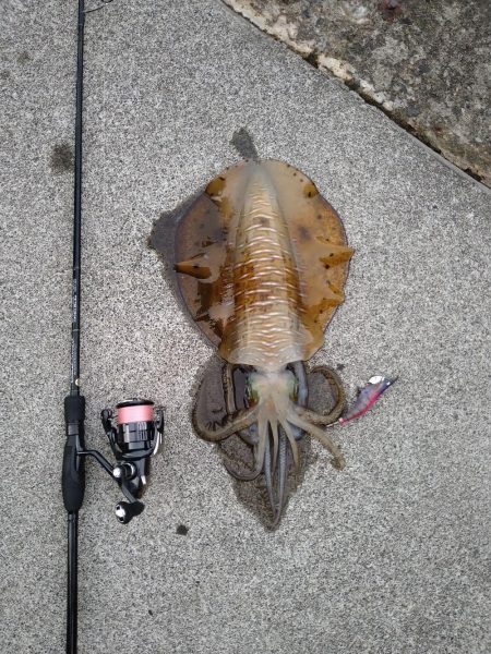 秋のキロアップ