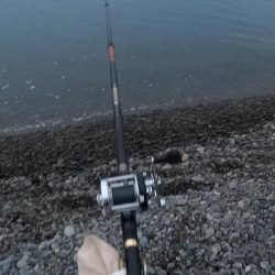 スマ(平ソーダカツオ)一匹だけでした。