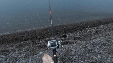 スマ(平ソーダカツオ)一匹だけでした。