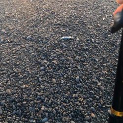 カツオ、ムラあるも順調です。