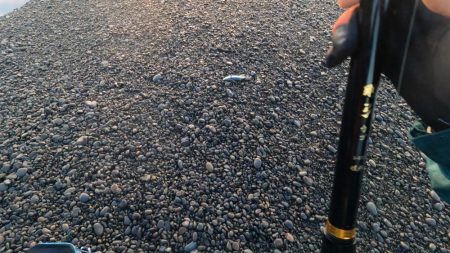 カツオ、ムラあるも順調です。