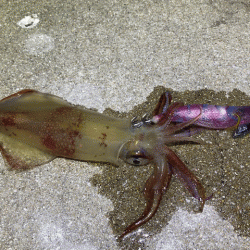 懲りずにナイトエギングにチャレンジ