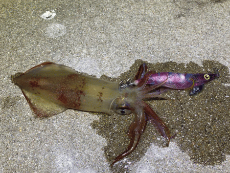 懲りずにナイトエギングにチャレンジ