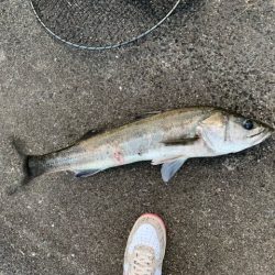 淀川（毛馬閘門）　朝まずめ　出勤前の1本