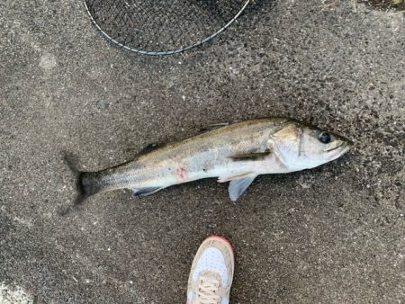 淀川（毛馬閘門）　朝まずめ　出勤前の1本