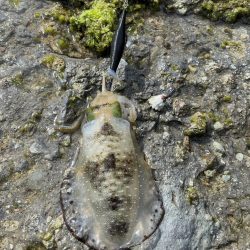 最新エギングロッドで秋イカエギング、アオリイカ釣果