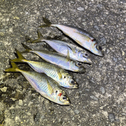 姫路離島のアジとケンサキイカとアオリイカ