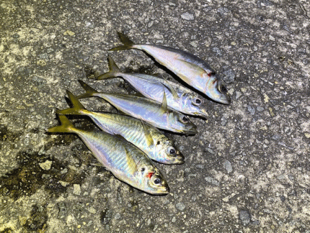 姫路離島のアジとケンサキイカとアオリイカ